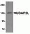 Ubiquitin Associated Protein 2 Like antibody, NBP2-81871, Novus Biologicals, Western Blot image 