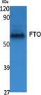 FTO Alpha-Ketoglutarate Dependent Dioxygenase antibody, PA5-51074, Invitrogen Antibodies, Western Blot image 