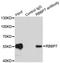 RB Binding Protein 7, Chromatin Remodeling Factor antibody, LS-C346162, Lifespan Biosciences, Immunoprecipitation image 