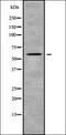 Cyclin Dependent Kinase 17 antibody, orb336324, Biorbyt, Western Blot image 