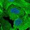 SCRIB antibody, HPA023557, Atlas Antibodies, Immunofluorescence image 
