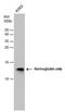 Hemoglobin subunit zeta antibody, PA5-77999, Invitrogen Antibodies, Western Blot image 