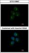 Chitinase Acidic antibody, GTX115847, GeneTex, Immunofluorescence image 