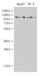 G Protein-Coupled Receptor Class C Group 6 Member A antibody, CSB-PA722571LA01HU, Cusabio, Western Blot image 