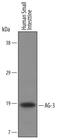 Anterior Gradient 3, Protein Disulphide Isomerase Family Member antibody, AF6307, R&D Systems, Western Blot image 