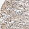 Elongin A antibody, NBP1-87040, Novus Biologicals, Immunohistochemistry frozen image 