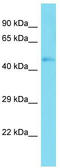 Transcription initiation factor TFIID subunit 7-like antibody, TA329954, Origene, Western Blot image 