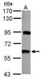 Membrane Palmitoylated Protein 6 antibody, NBP2-15157, Novus Biologicals, Western Blot image 