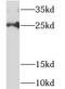 Mimitin, mitochondrial antibody, FNab05615, FineTest, Western Blot image 