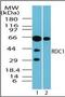 Atypical Chemokine Receptor 3 antibody, orb87663, Biorbyt, Western Blot image 