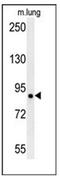 Leucine Rich Repeat Containing 4B antibody, AP52541PU-N, Origene, Western Blot image 
