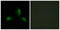 Insulin Receptor Substrate 1 antibody, abx012860, Abbexa, Western Blot image 