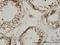 TATA-Box Binding Protein Associated Factor 1 Like antibody, H00138474-M01, Novus Biologicals, Immunohistochemistry frozen image 