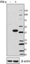 Indoleamine 2,3-Dioxygenase 1 antibody, 695002, BioLegend, Western Blot image 