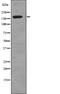 DNA Topoisomerase II Alpha antibody, PA5-64856, Invitrogen Antibodies, Western Blot image 