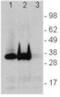 Linker For Activation Of T Cells antibody, 14-9967-82, Invitrogen Antibodies, Western Blot image 