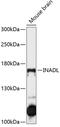 PATJ Crumbs Cell Polarity Complex Component antibody, 14-244, ProSci, Western Blot image 