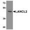LanC Like 2 antibody, TA349203, Origene, Western Blot image 