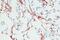 GFAP antibody, 13-0300, Invitrogen Antibodies, Immunohistochemistry paraffin image 