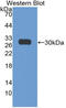 Zinc Finger Protein 384 antibody, LS-C374062, Lifespan Biosciences, Western Blot image 