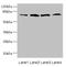 Fibronectin Leucine Rich Transmembrane Protein 3 antibody, LS-C677957, Lifespan Biosciences, Western Blot image 