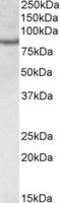 CREB Regulated Transcription Coactivator 2 antibody, LS-B9228, Lifespan Biosciences, Western Blot image 