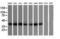 Mitogen-Activated Protein Kinase Kinase 3 antibody, LS-C174466, Lifespan Biosciences, Western Blot image 