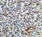 Hepatitis A Virus Cellular Receptor 2 antibody, A00657, Boster Biological Technology, Immunohistochemistry paraffin image 