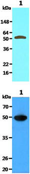 Nicotinamide Phosphoribosyltransferase antibody, MBS200079, MyBioSource, Western Blot image 