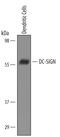 CD209 Molecule antibody, AF161, R&D Systems, Western Blot image 