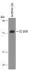 CD209 Molecule antibody, AF161, R&D Systems, Western Blot image 