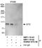 GIT ArfGAP 2 antibody, NBP1-19143, Novus Biologicals, Immunoprecipitation image 
