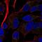 Receptor Activity Modifying Protein 2 antibody, PA5-65695, Invitrogen Antibodies, Immunofluorescence image 