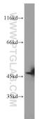 Schlafen Like 1 antibody, 17065-1-AP, Proteintech Group, Western Blot image 