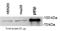 Phosphoinositide-3-Kinase Regulatory Subunit 2 antibody, NB100-65590, Novus Biologicals, Western Blot image 
