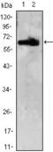 Zinc finger and BTB domain-containing protein 7B antibody, GTX83353, GeneTex, Western Blot image 