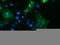 Spring antibody, TA800043S, Origene, Immunofluorescence image 