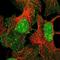 Exportin-6 antibody, NBP1-83601, Novus Biologicals, Immunofluorescence image 