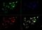 Cytochrome P450 Family 46 Subfamily A Member 1 antibody, GTX30682, GeneTex, Immunocytochemistry image 