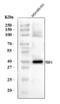 Platelet Derived Growth Factor C antibody, A03092-2, Boster Biological Technology, Western Blot image 