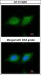 Tyrosine 3-Monooxygenase/Tryptophan 5-Monooxygenase Activation Protein Beta antibody, LS-B4793, Lifespan Biosciences, Immunofluorescence image 