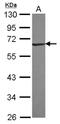 Ring Finger Protein 25 antibody, NBP2-20184, Novus Biologicals, Western Blot image 