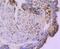 Cystatin C antibody, GTX01145, GeneTex, Immunohistochemistry paraffin image 