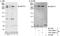 WD Repeat And FYVE Domain Containing 3 antibody, A301-869A, Bethyl Labs, Western Blot image 