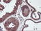 Carnosine Dipeptidase 2 antibody, LS-C173113, Lifespan Biosciences, Immunohistochemistry frozen image 