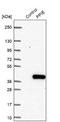 Peptidylprolyl Isomerase E antibody, NBP1-85365, Novus Biologicals, Western Blot image 