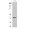 Annexin A10 antibody, LS-C382032, Lifespan Biosciences, Western Blot image 