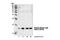 Myosin Light Chain 9 antibody, 3671P, Cell Signaling Technology, Western Blot image 
