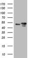 p53 antibody, TA805385S, Origene, Western Blot image 