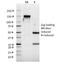 Interferon Alpha 2 antibody, 33-405, ProSci, Western Blot image 